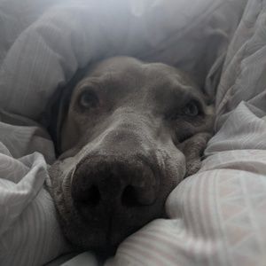 Meet your Posher, Zoe